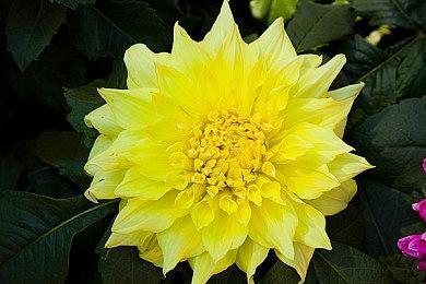 吃日式火锅模拟器《It’s Hot Pot Time!》登陆steam